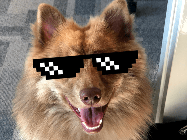 Waarom een kantoorhond een goed idee is